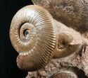 Large Hammatoceras Ammonite Display Piece #4337-5